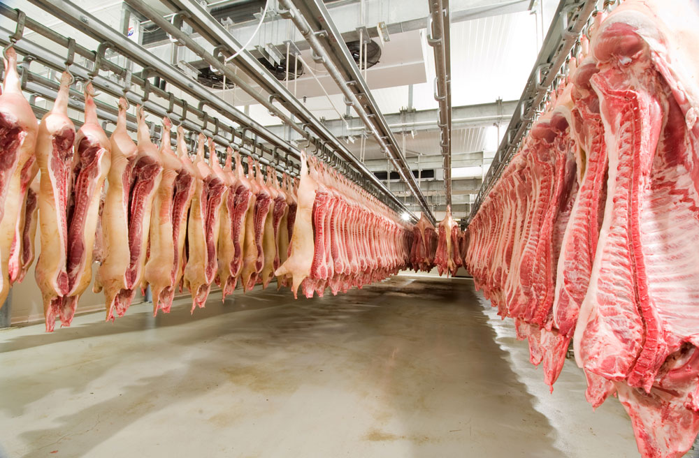 Grande cella di macellazione carne con maiali appesi