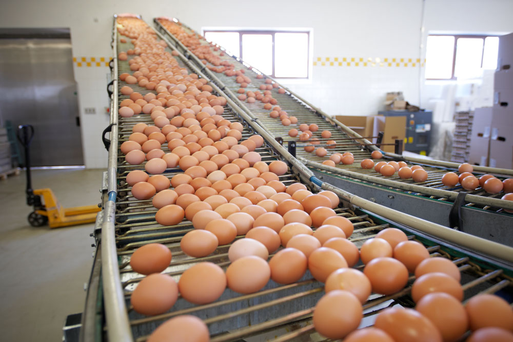 Nastro trasportatore industria produzione con uova