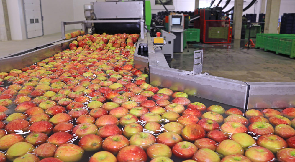 Lavaggio mele in impianto industriale